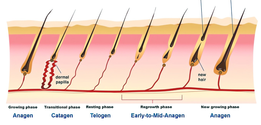 Diagram of the 5 phases of the hair growth cycle