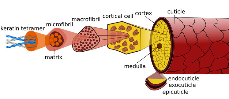 Detailed diagram of hair shaft anatomy